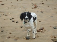 dog training Bournemouth
